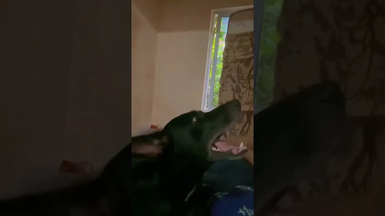 Néga tentando se explicar