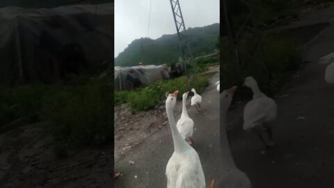 Beautiful Ducks