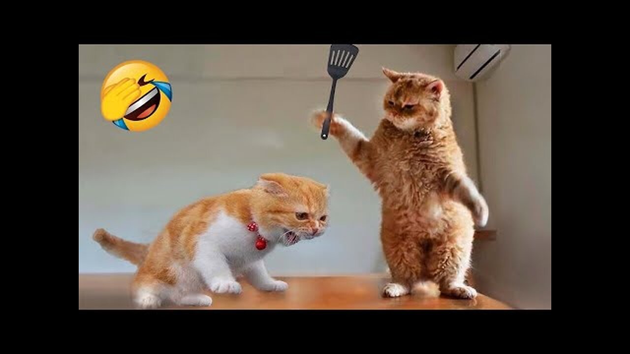 Animaux les plus drôles 😂 Vidéos drôles de chats et de chiens 😺🐶 Partie 10 _ Chat Drôle