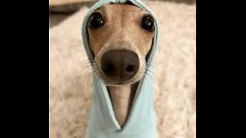 funny dog videos#10!!!