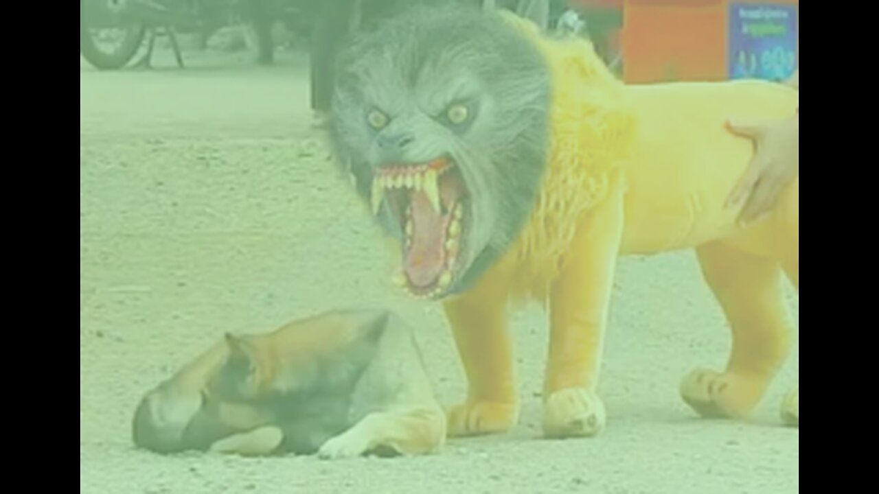 Funny animals, Troll prank dog & fake tiger