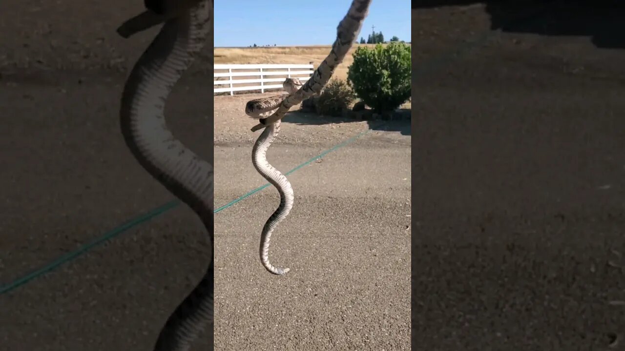 Calm Down: It's only a RATTLESNAKE on a stick!