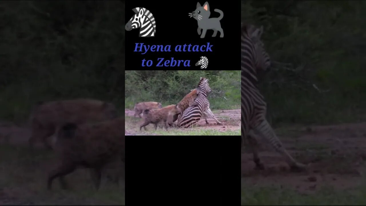 Hyena attack to Zebra 2022🦓#shorts #youtubeshorts #shortvideo