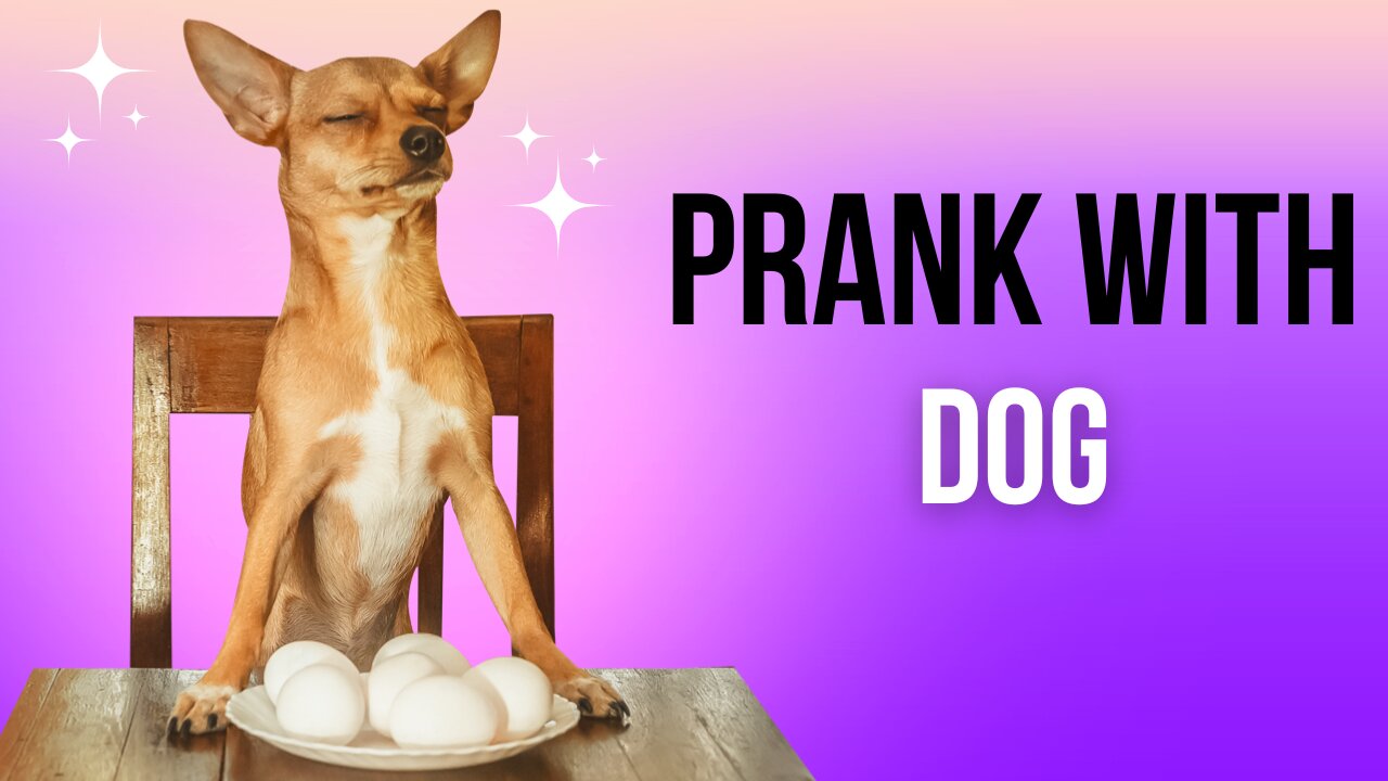 Troll Prank Dog Funny & fake Lion and Fake Tiger Prank To dog & Huge Box Prank to dog