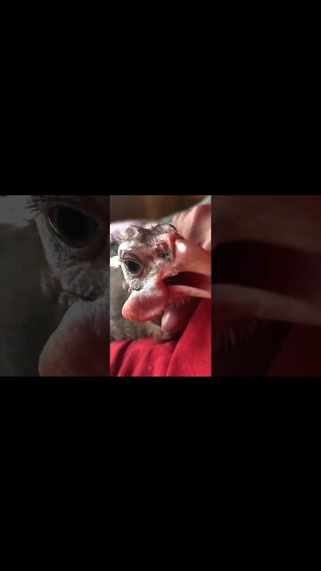 Cuddles with Matilda the disabled guinea fowl