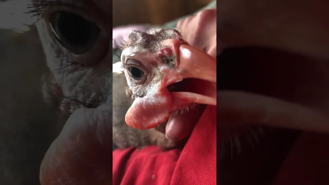 Cuddles with Matilda the disabled guinea fowl