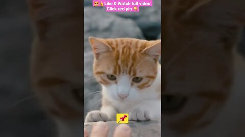 CUTE AND FUNNY CAT COMPILATION 😹😻