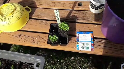 Planting winter greens