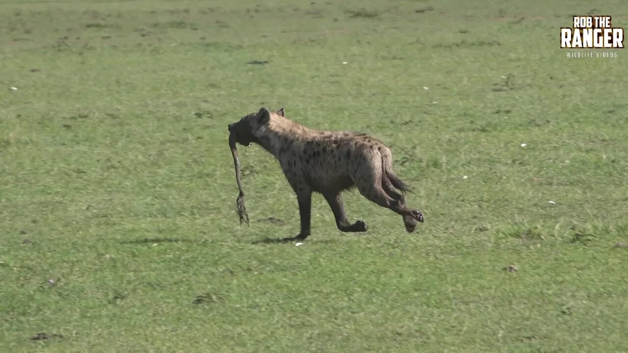 Spotted Hyenas Of The Mara | Zebra Plains