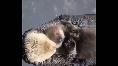 Momma sea otter making sure her pup is comfy