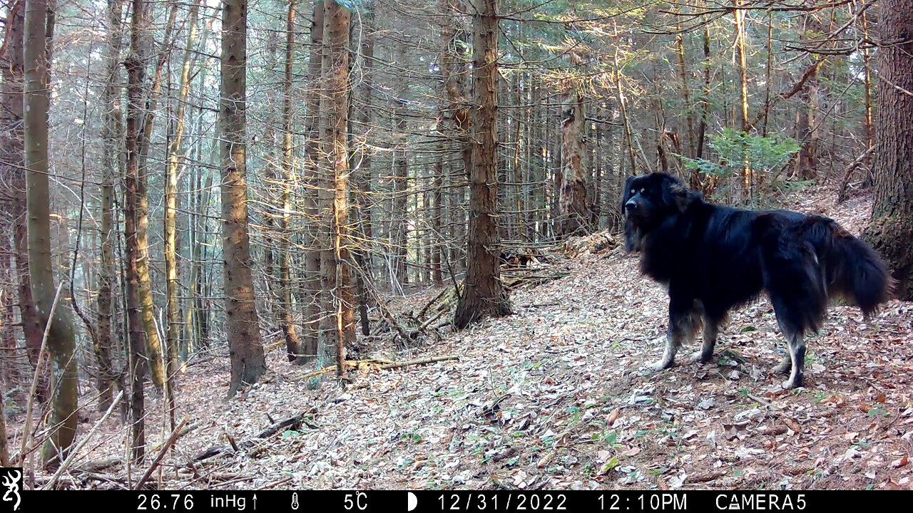 Sarplaninac Livestock Guardian Dog size comparison with Wild Wolf