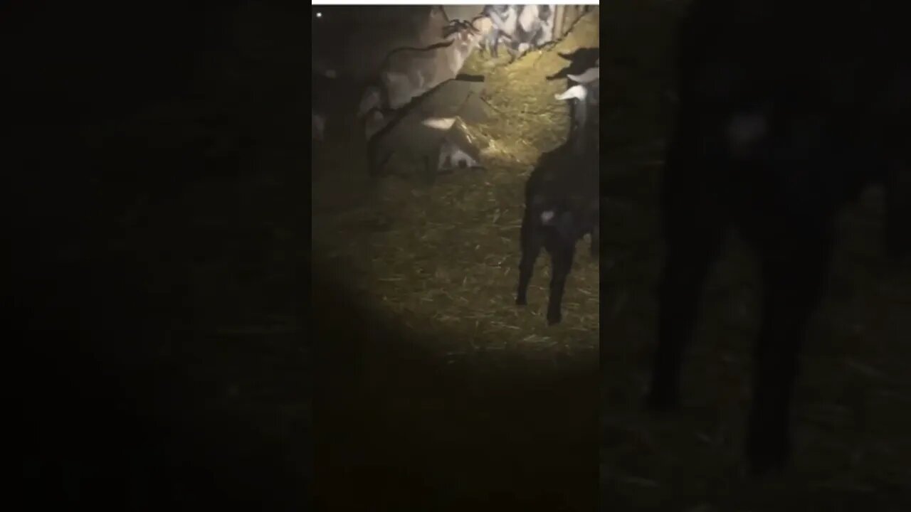 Goats Left Behind In An Abandoned Barn