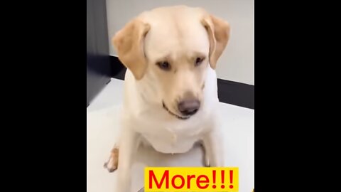 Funny dog needs more shorts