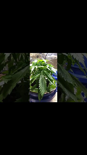 Day 33 NL Auto Seedsman