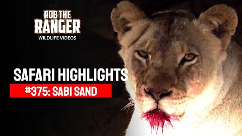 Safari Highlights #375: 27 - 30 October 2015 | Sabi Sand Nature Reserve | Latest Wildlife Sightings