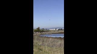 Birds over Mare Island Silt Pond