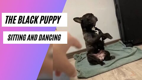 The Black Puppy Funny Dance