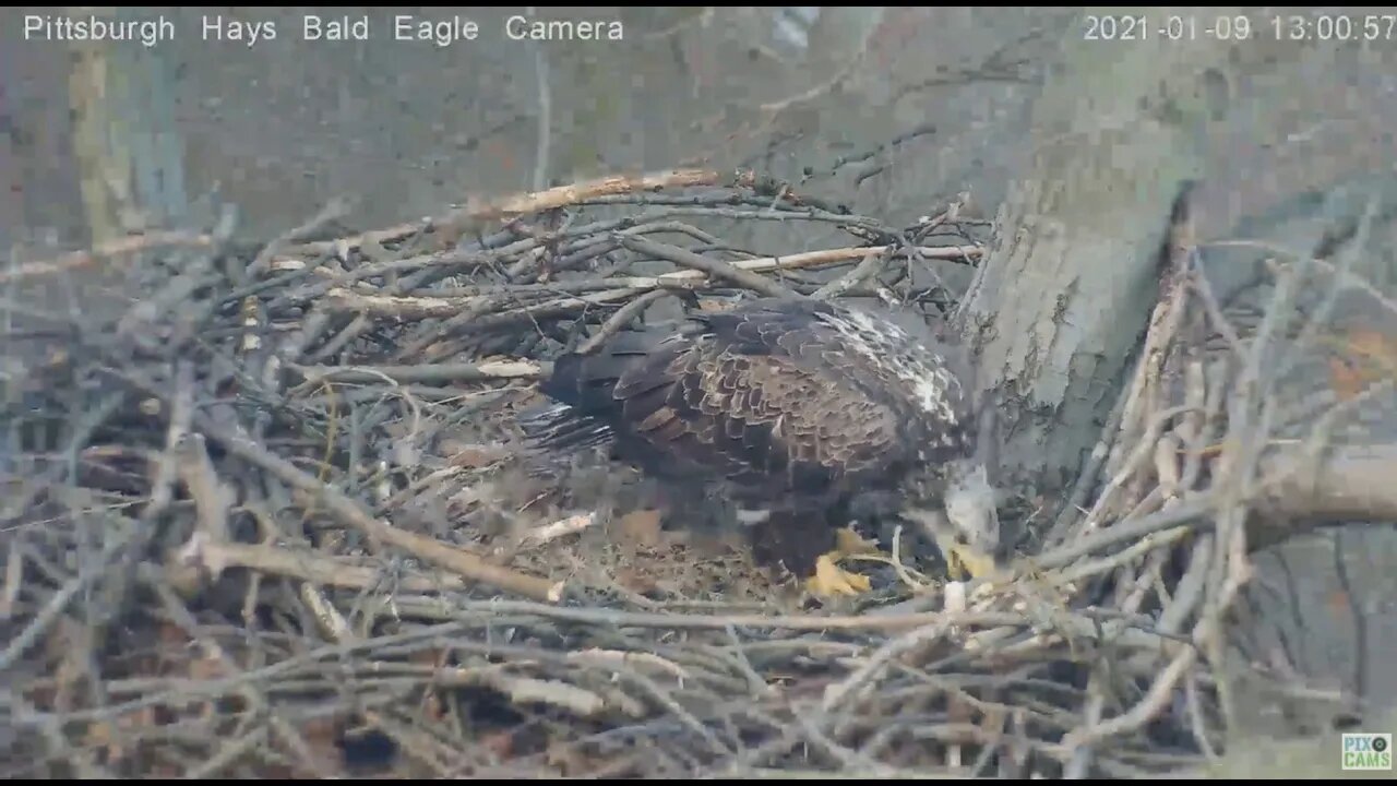 Hays Eagles nest intruder visits 2021 01 09 12:58:09pm