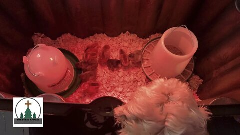 We got chickens!