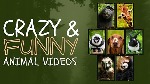 Funniest Animals Video Best Cats and Dogs Videos of 2023 Compilation