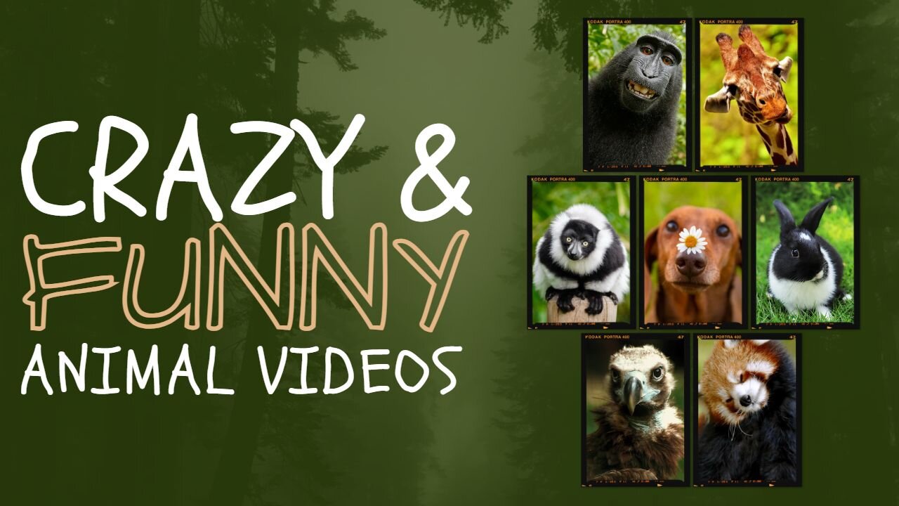 Funniest Animals Video Best Cats and Dogs Videos of 2023 Compilation