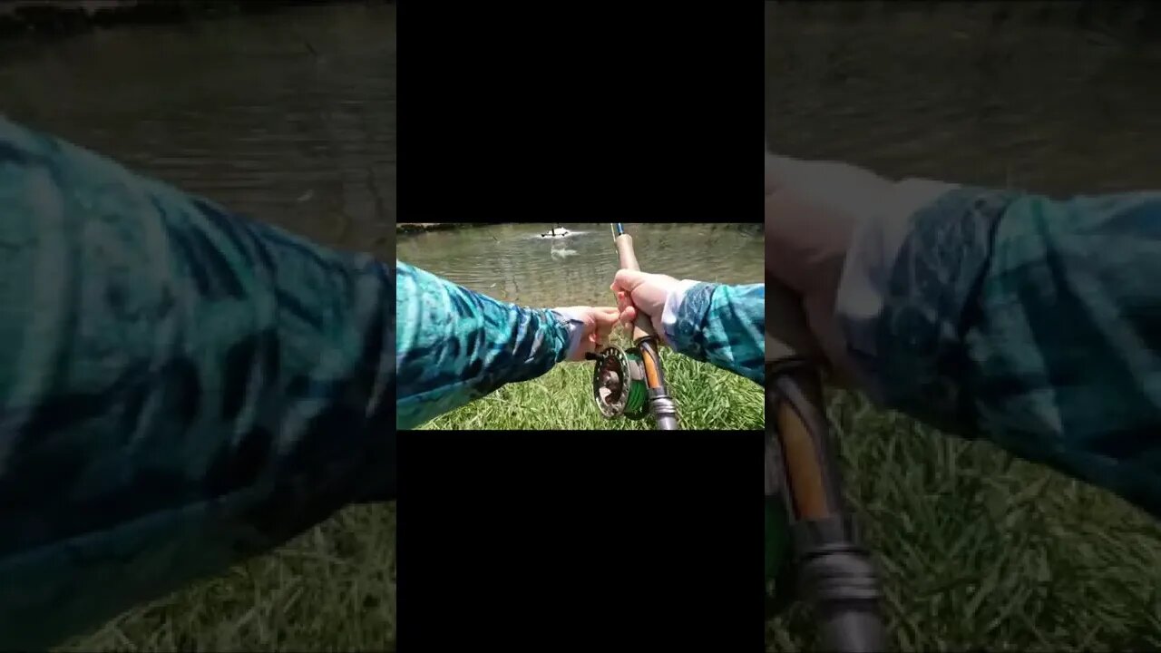 Net Trout on the Fly and Chill #Shorts