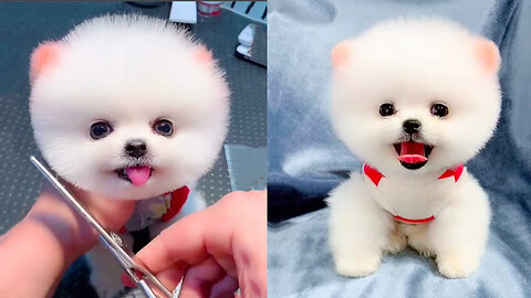 Funny and Cute baby dogs