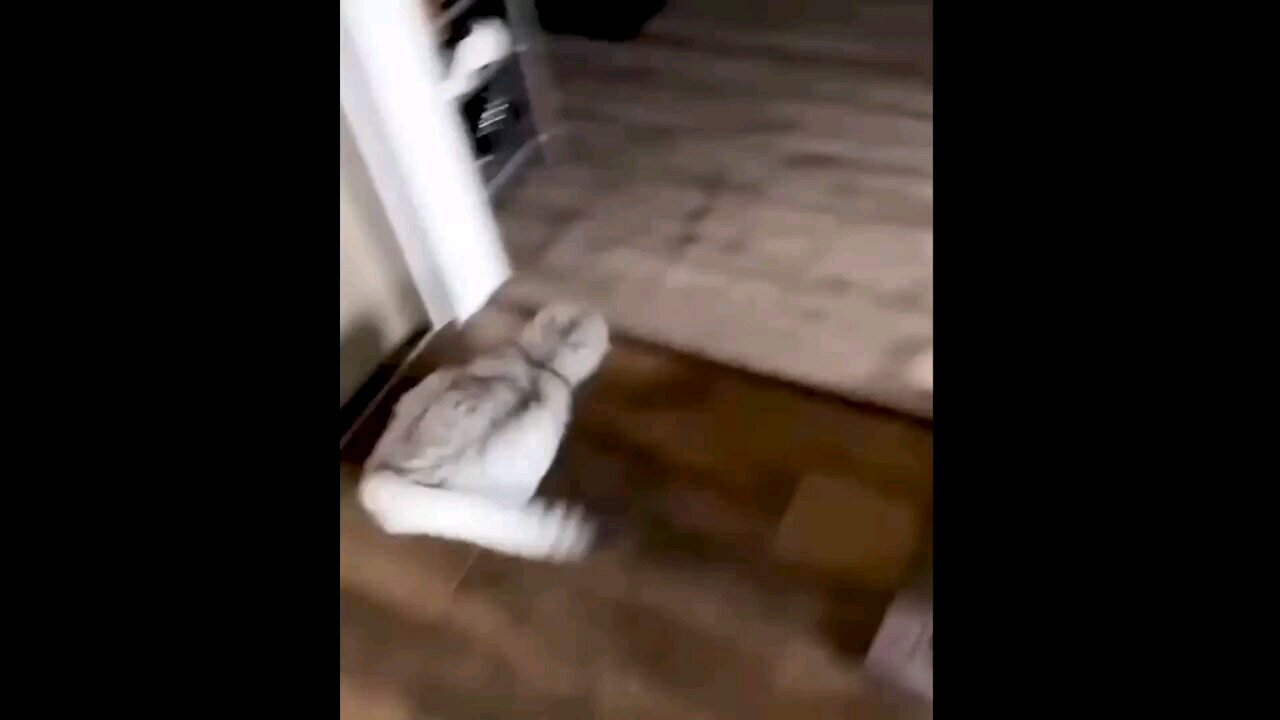funny ani.als