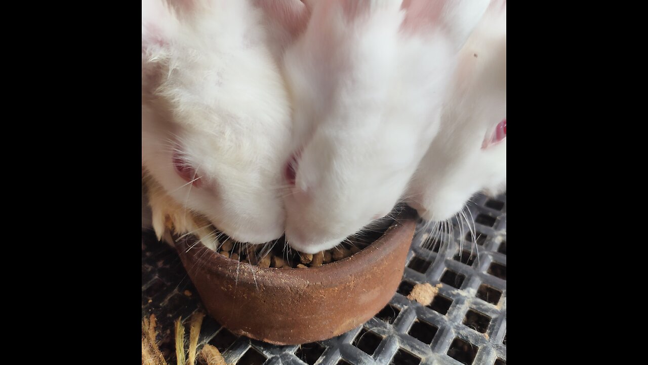 Rabbits eating