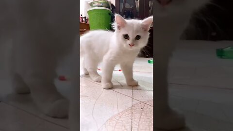 cute kitten