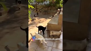 #17 CATS=SEE WHAT HAPPENS DURING THE VIDEO SUBSCRIBE HELP ME POST MORE VIDEOS=Léo Sócrates