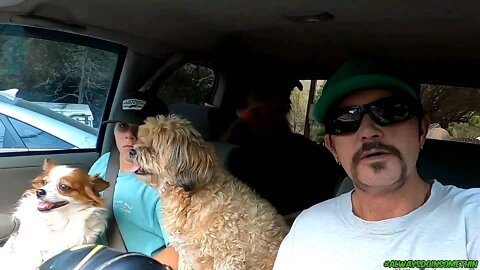 Got all the dog's