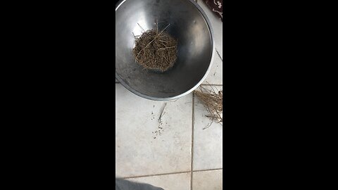 Processing dill seed