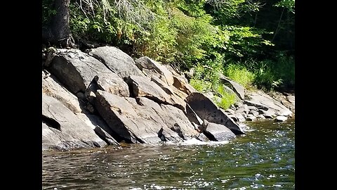 Episodul 1 - Note De Calatorie Parcul Algonquin Ontario Canada