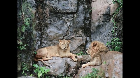 Lion, The king of the Jangle.