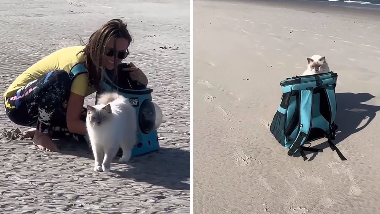 Guy Trains His Cat To Walk Alongside Him At The Beach