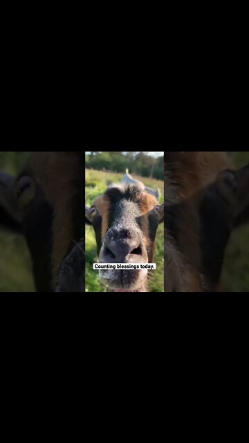 Counting our blessings #shorts