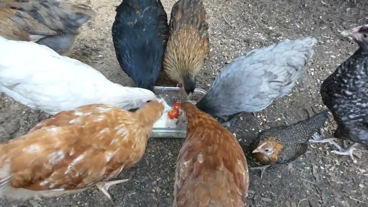 Chickens enjoy a meatloaf dinner.