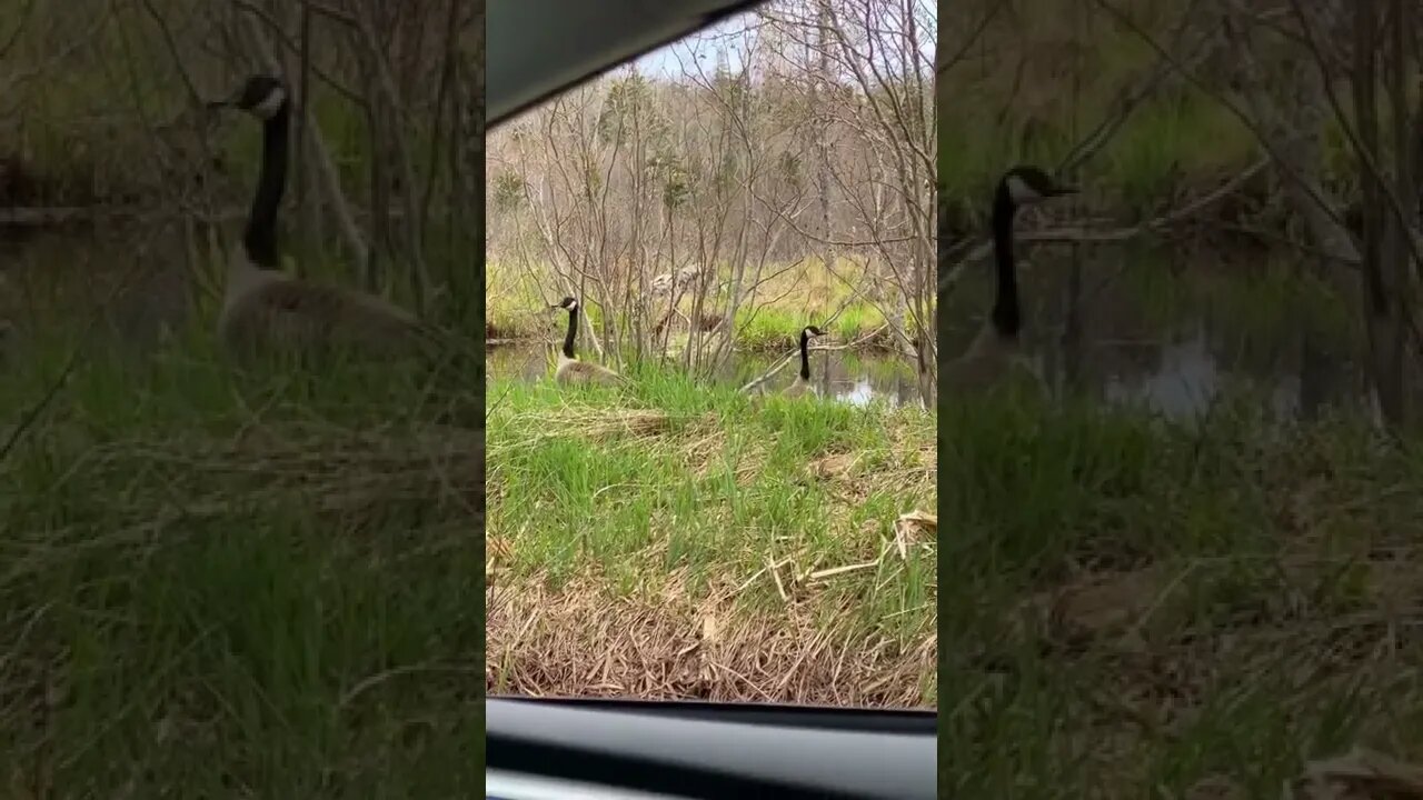 Cobra chickens with their babies