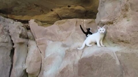 Our Cats #55 #shorts – Daring Cats on Steep Cliffs (PART 1)