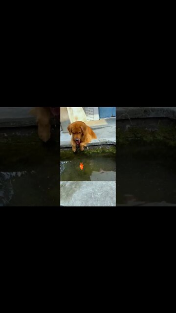 He just waana that fish be alive once again😟❤️but he didn't know that she's gone☹️ #trending #shorts