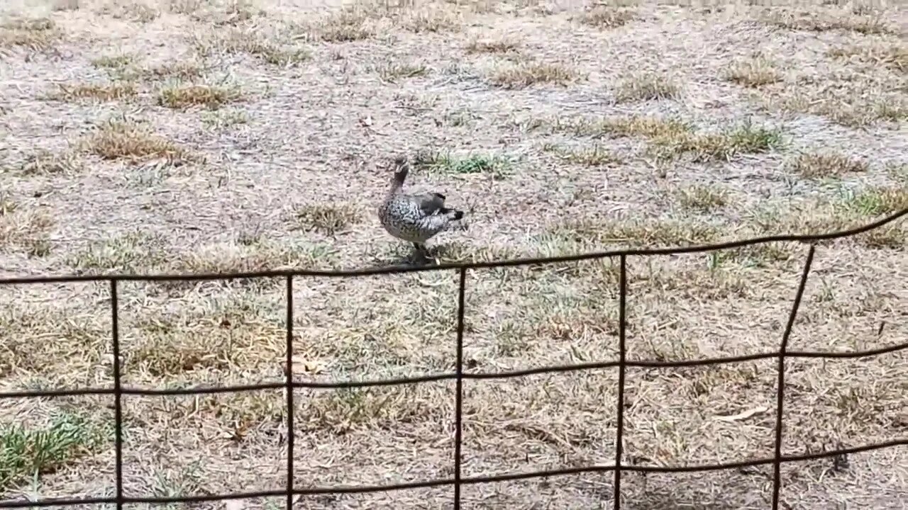 Australian Wood Duck. Closer footage. ( Video 3 )