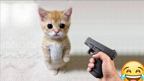 Funny Cat vs Gun very funny Video 🤣😂