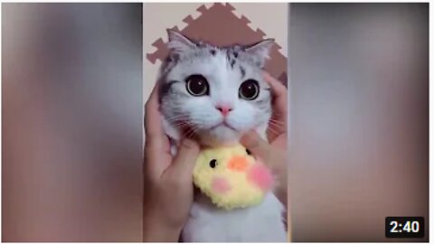 Cute Cats Funny Video Compilation