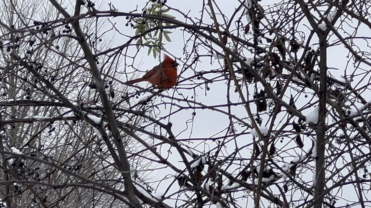 Cardinal and Grey Heron James Gardens Toronto