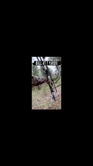 Arrow RELEASED At 7 YARDS?! (Bull Down!)