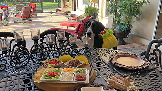 Well dressed Great Dane celebrates Cinco De Mayo