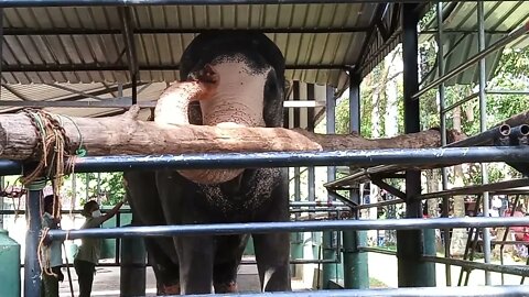 An Elephant being injected with medicine at the Zoo. 😧😮