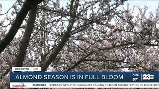 Almond season is in full bloom