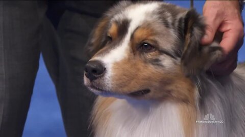 Today's Talker: National Dog Show returns for its 21st year